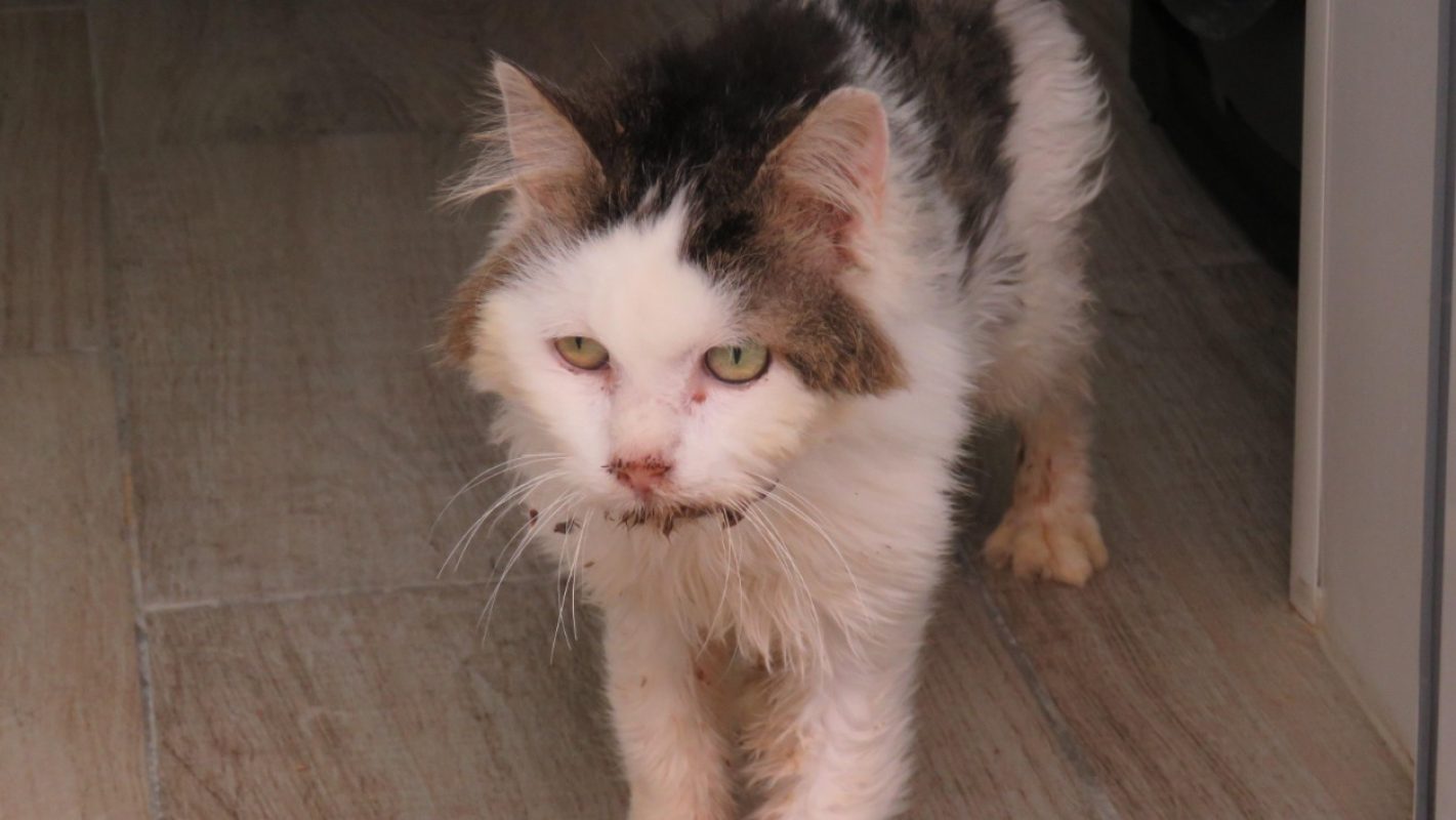 Baloo - Chat Européen à adopter - photo 2