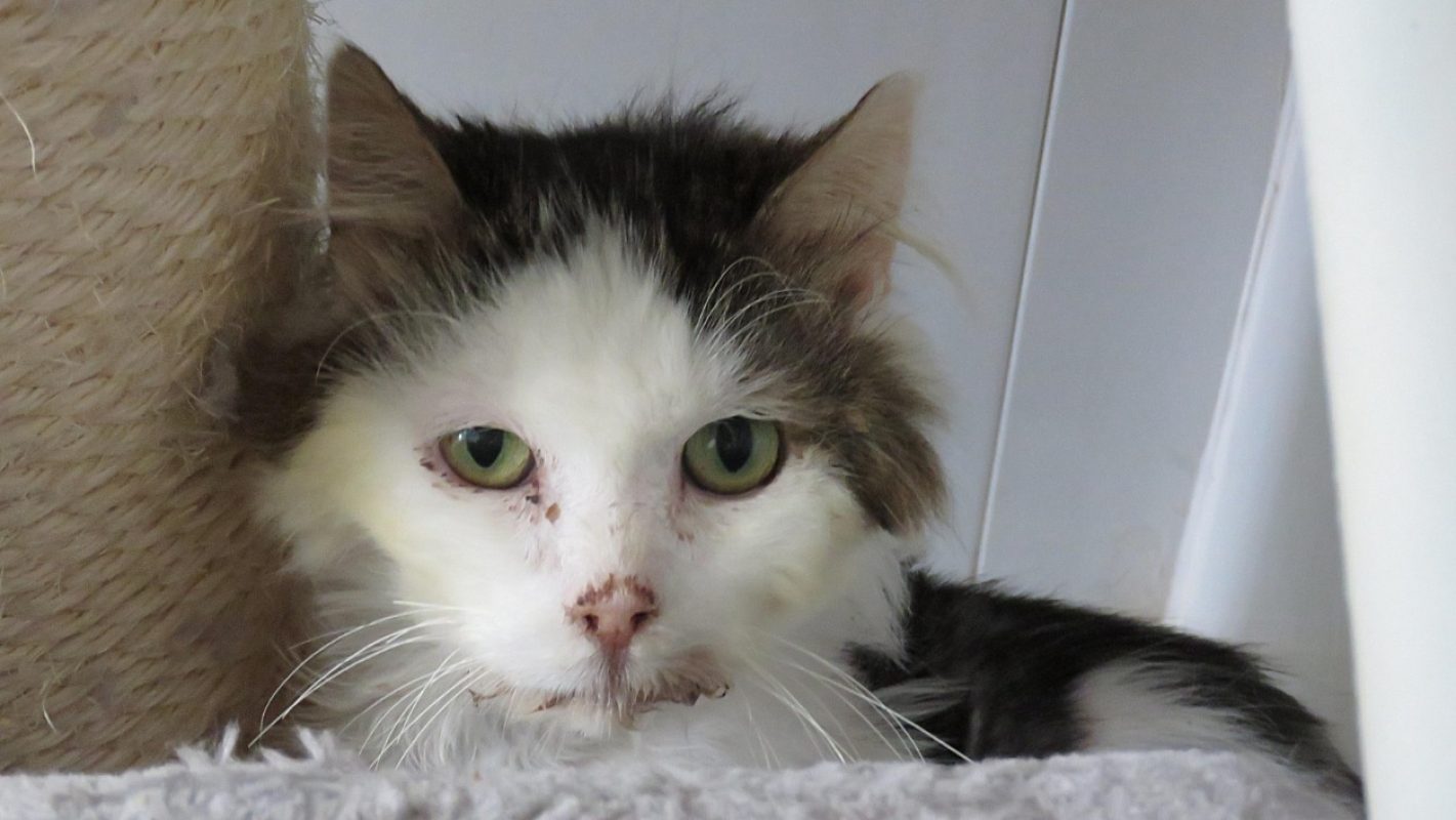 Baloo - Chat Européen à adopter - photo 3