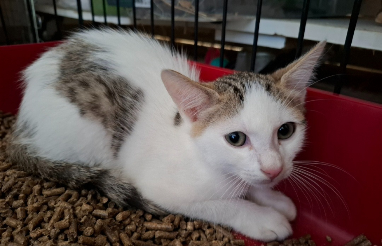 Aros - Chat Européen à adopter