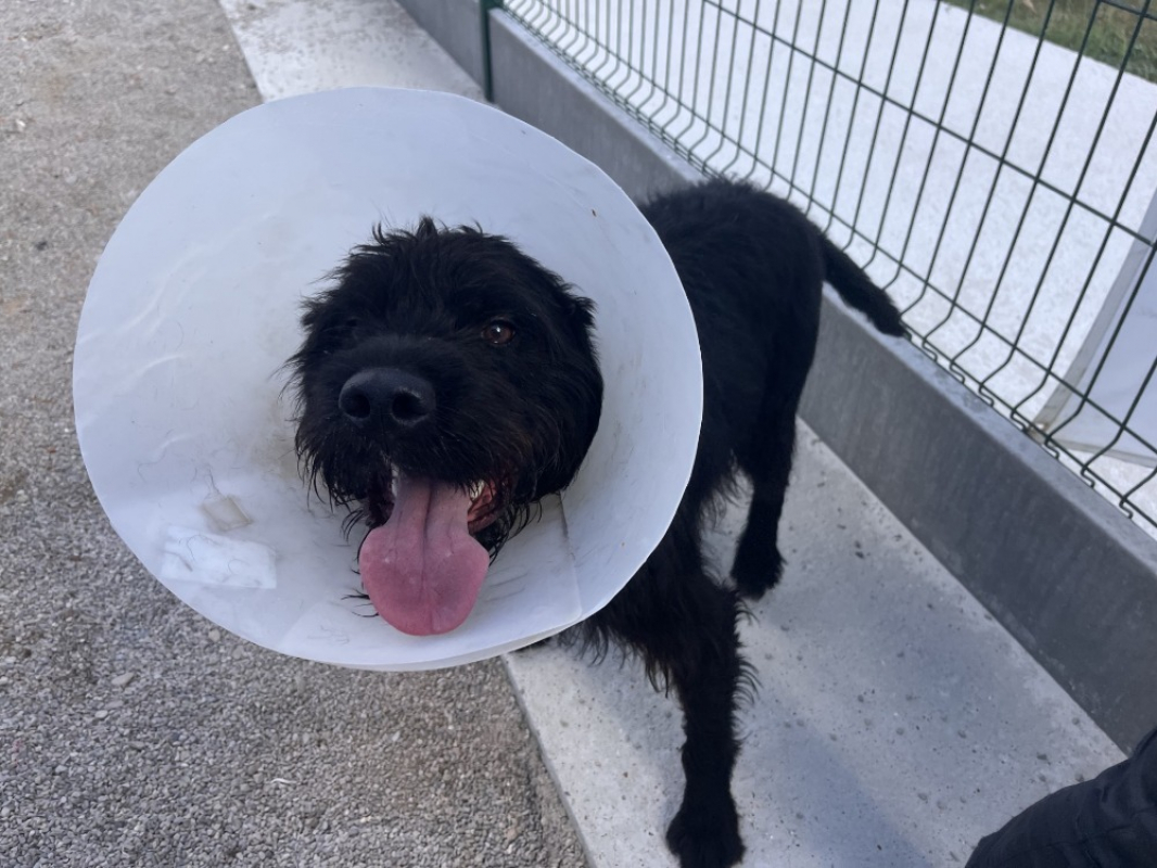 Elmer - Chien Briquet Griffon Vendéen à adopter
