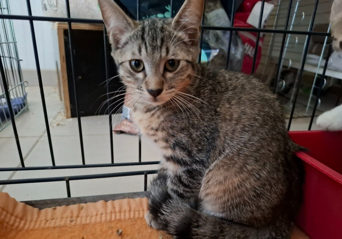 Atlas - Chat Européen à adopter