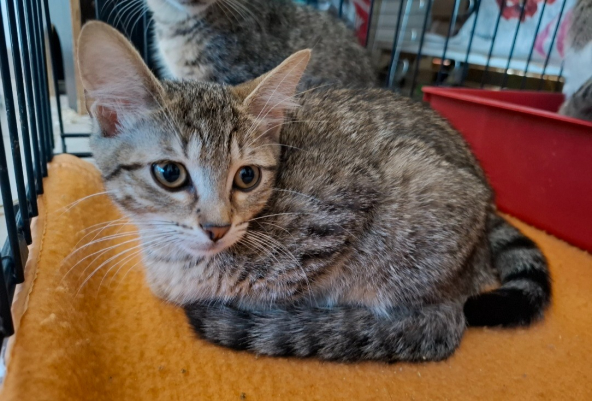 Ava - Chat Européen à adopter