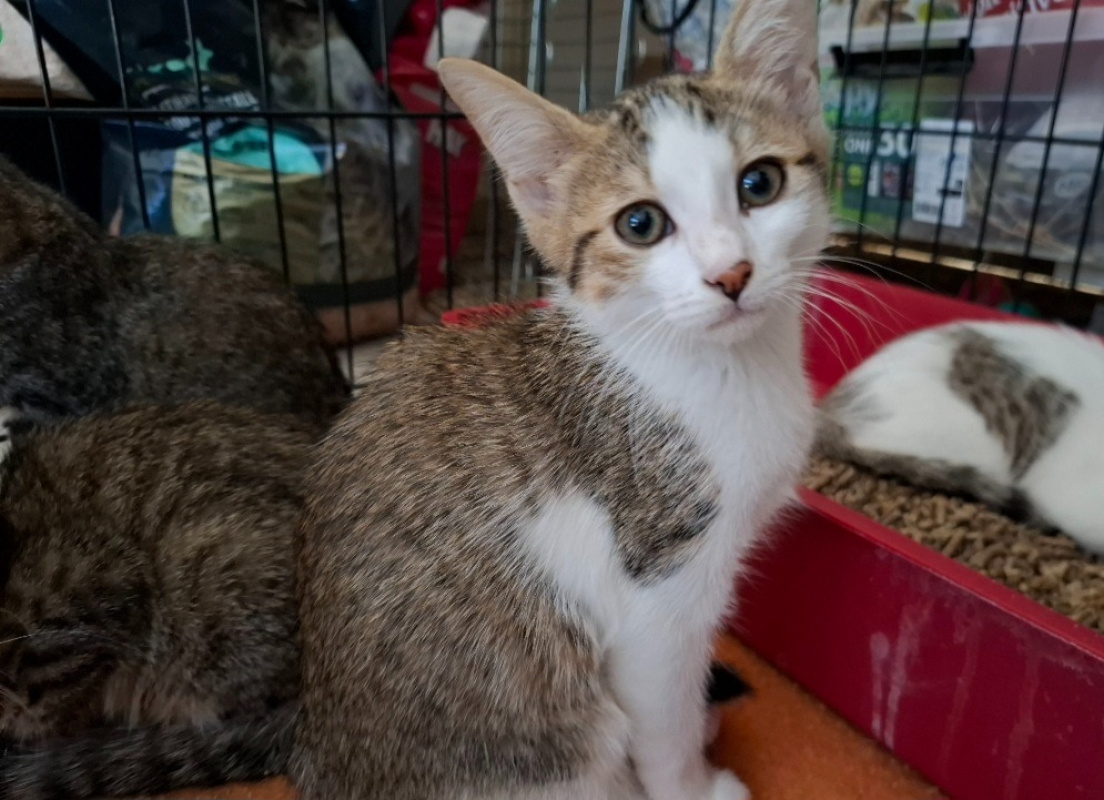 Alya - Chat Européen à adopter