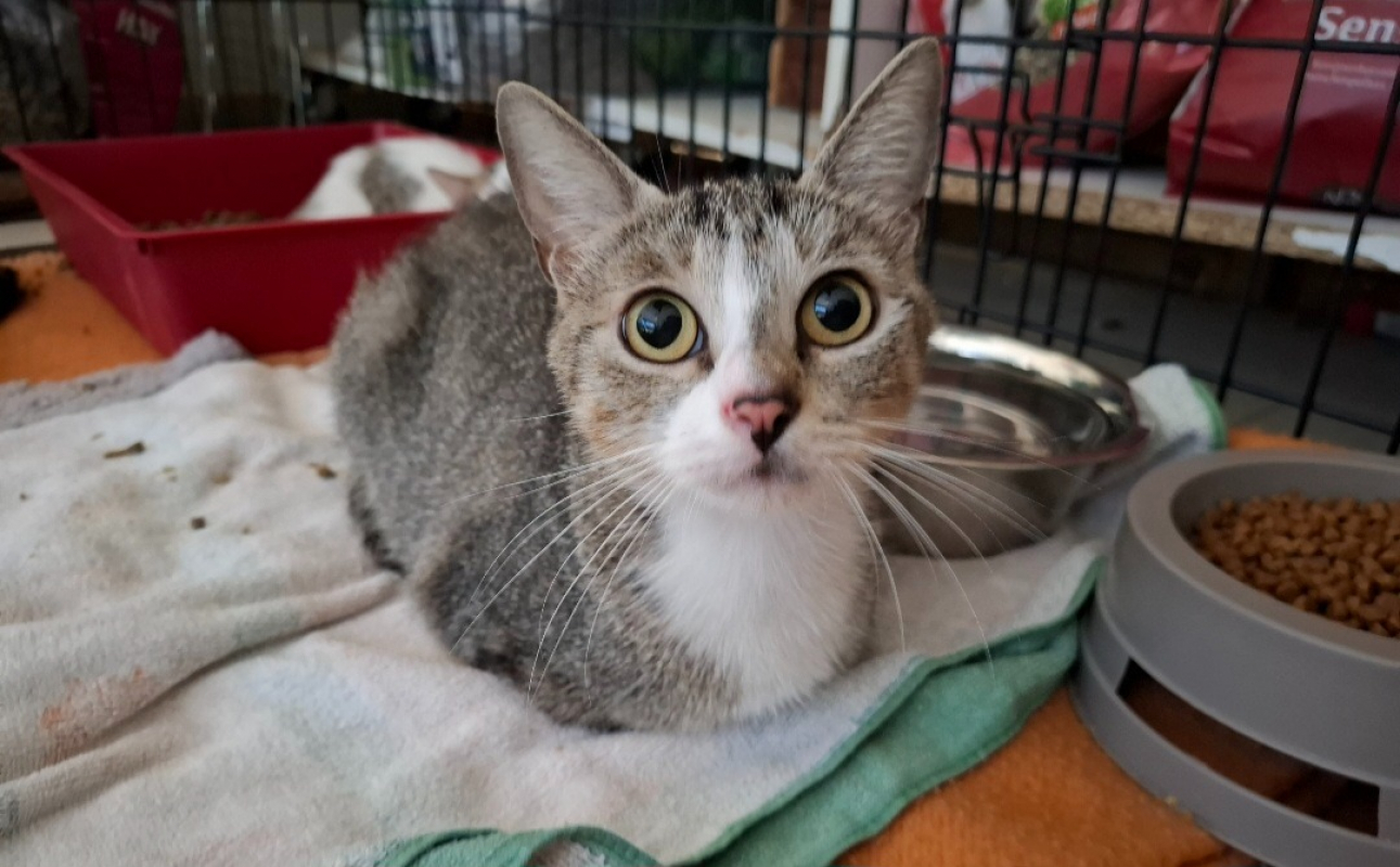 Cassie - Chat Européen à adopter