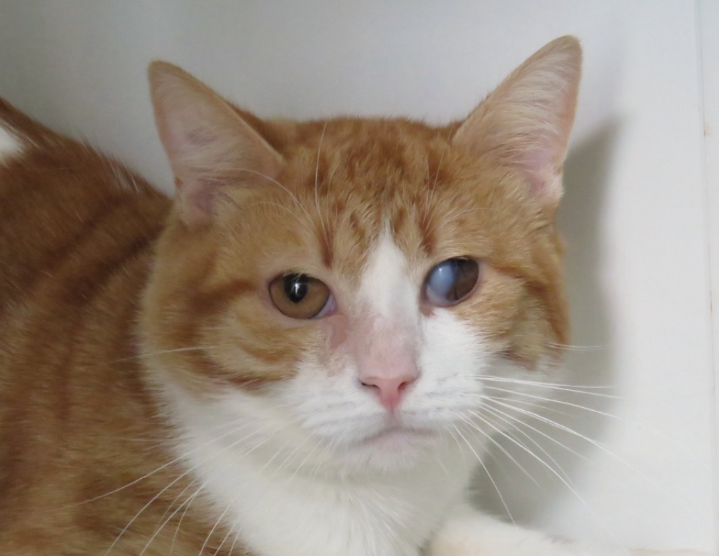 Caramelo - Chat Européen à adopter