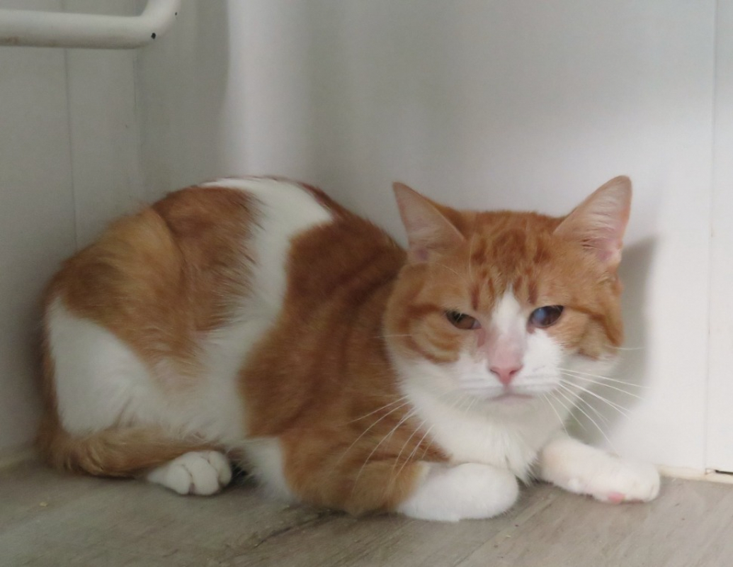 Caramelo - Chat Européen à adopter - photo 2