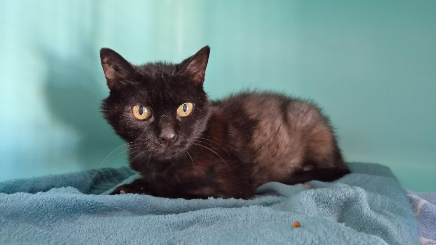 Francine - Chat Européen à adopter