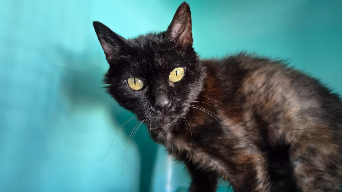 Francine - Chat Européen à adopter - photo 3
