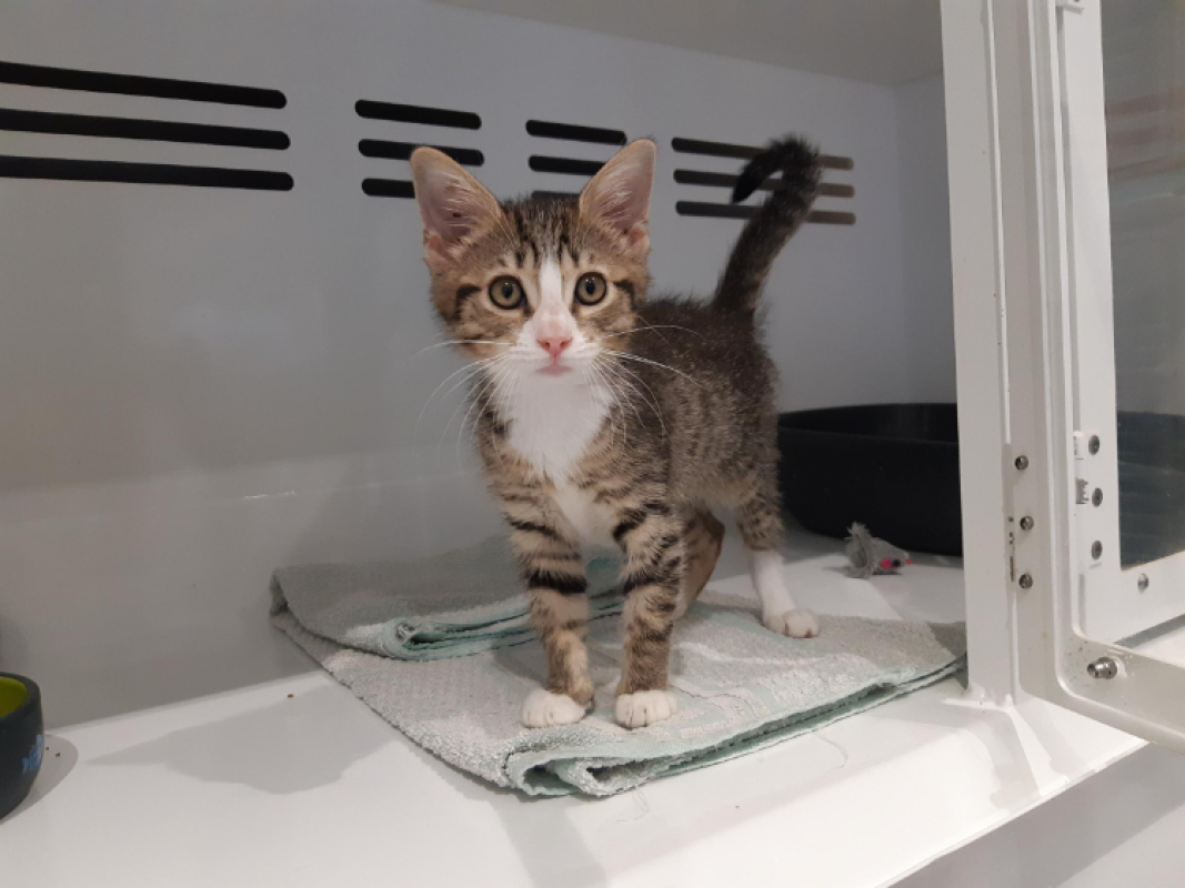 Tartiflette - Chat Européen à adopter