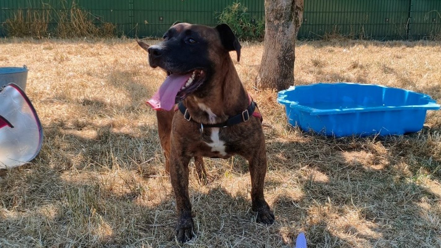 Maurice - Chien à adopter