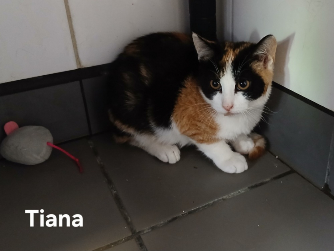 Tiana - Chat Européen à adopter