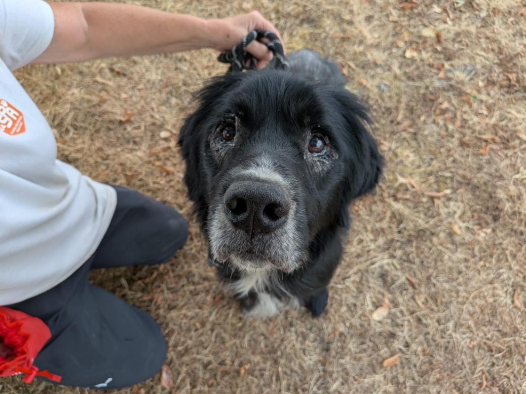 Skype - Chien à adopter