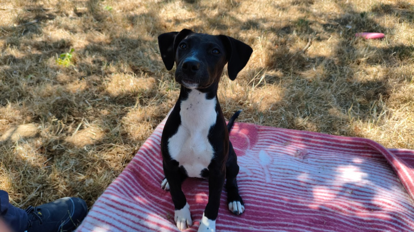 Kara - Chien à adopter