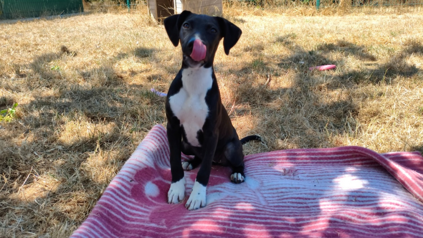Kara - Chien à adopter - photo 2