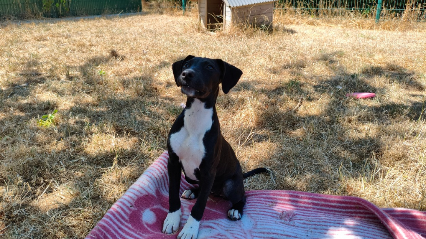 Kara - Chien à adopter - photo 3