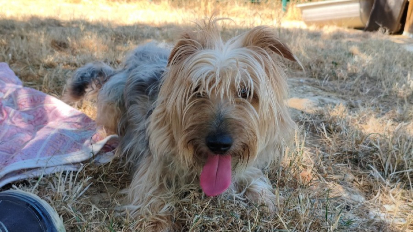 Bobby - Chien Yorkshire Terrier à adopter