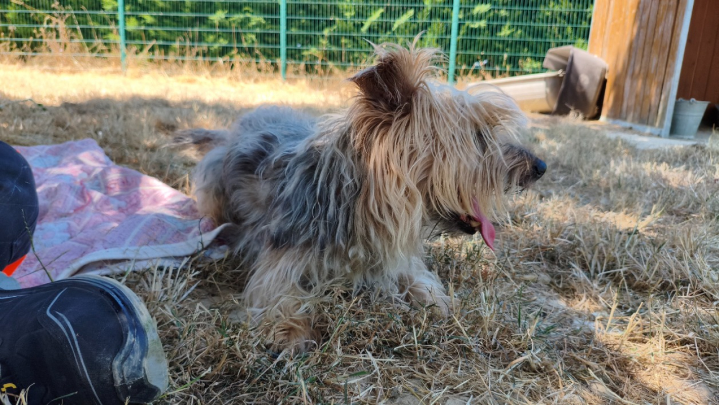 Bobby - Chien Yorkshire Terrier à adopter - photo 2