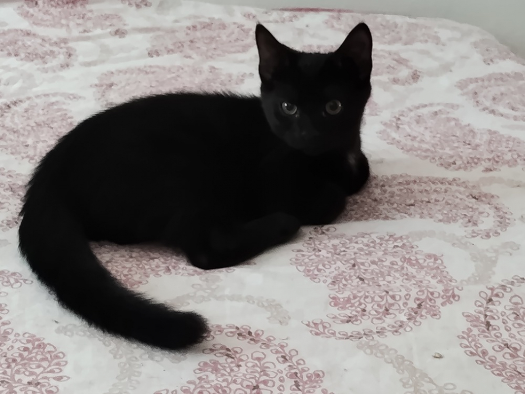 Cosmo - Chat Européen à adopter