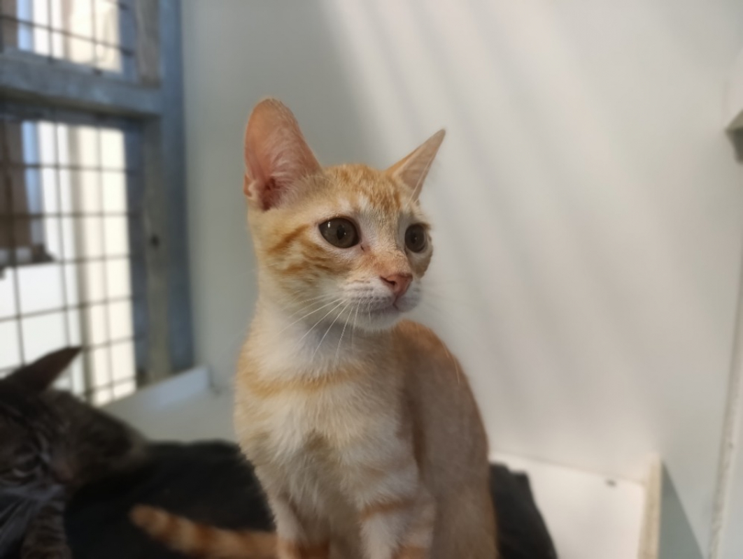 Prik - Chat Européen à adopter