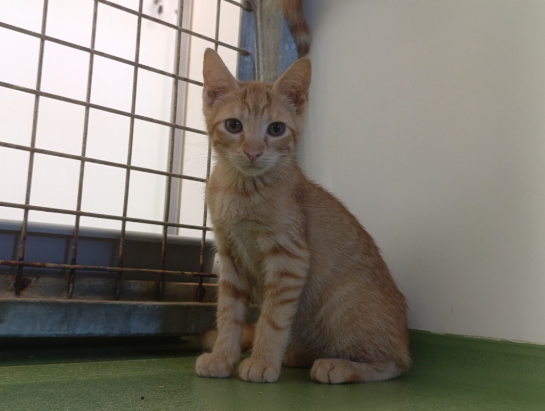 Prik - Chat Européen à adopter - photo 2