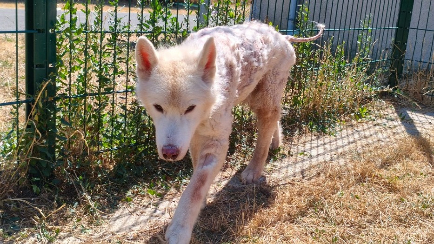 Lecky - Chien Husky Sibérien à adopter