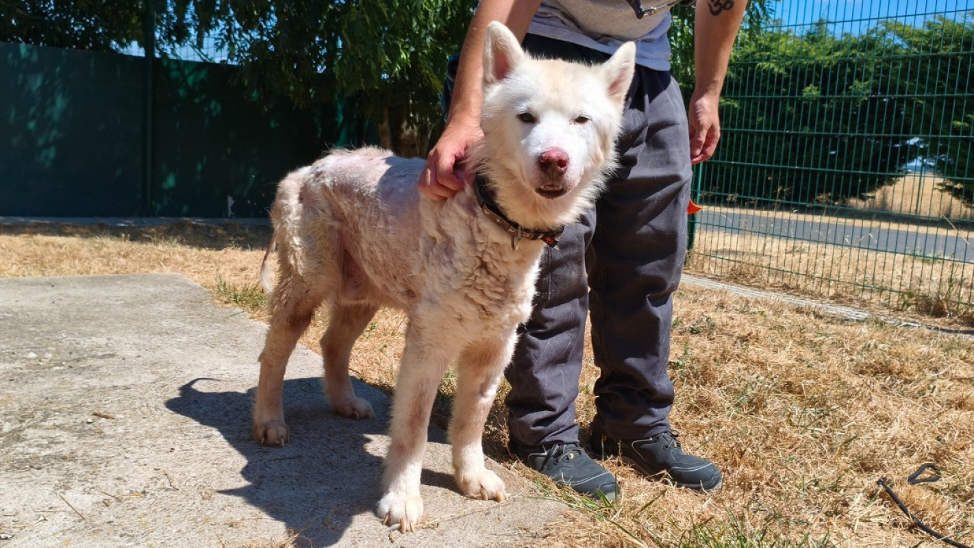 Lecky - Chien Husky Sibérien à adopter - photo 2
