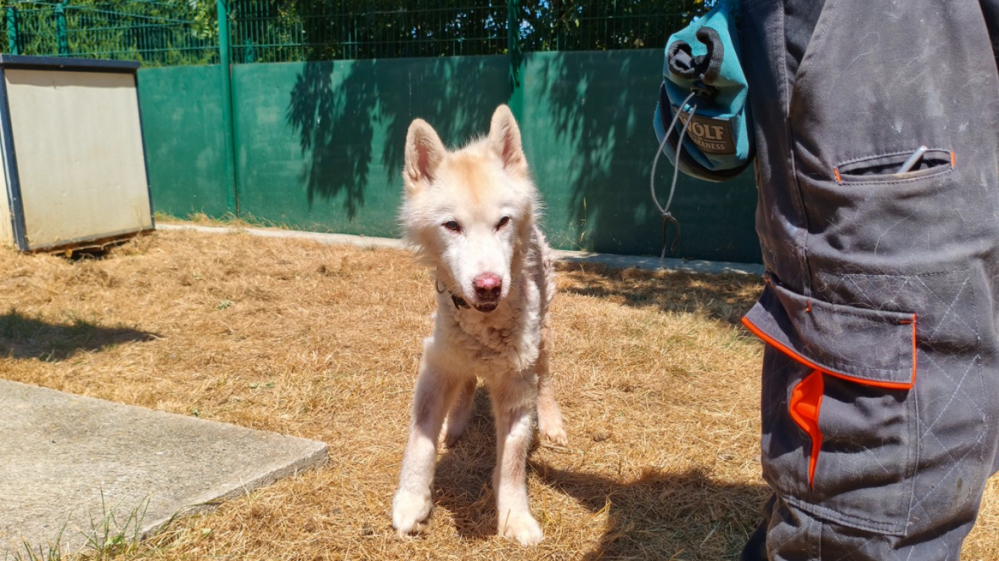Lecky - Chien Husky Sibérien à adopter - photo 3