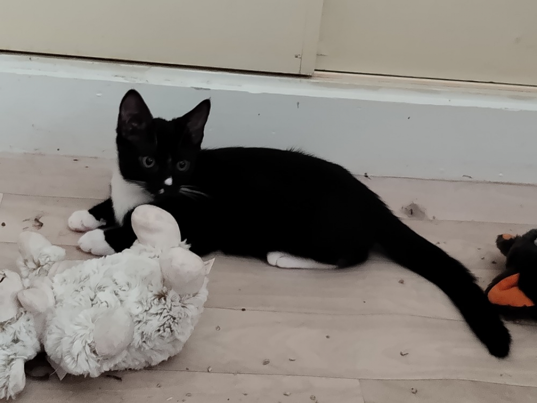 Galaxy - Chat Européen à adopter