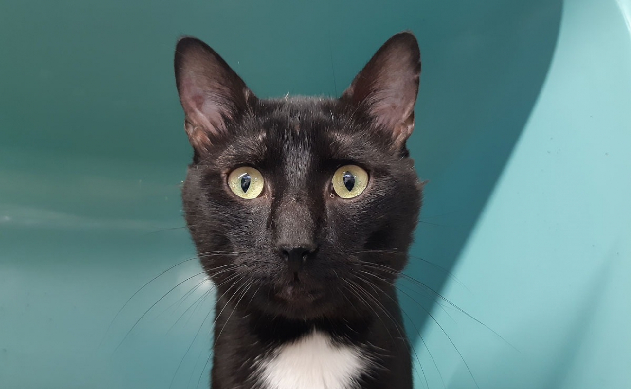 Condor - Chat Européen à adopter