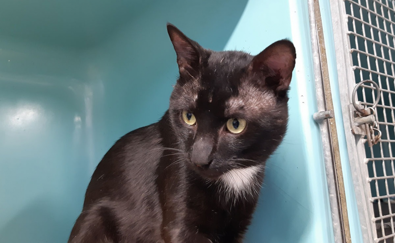 Condor - Chat Européen à adopter - photo 2