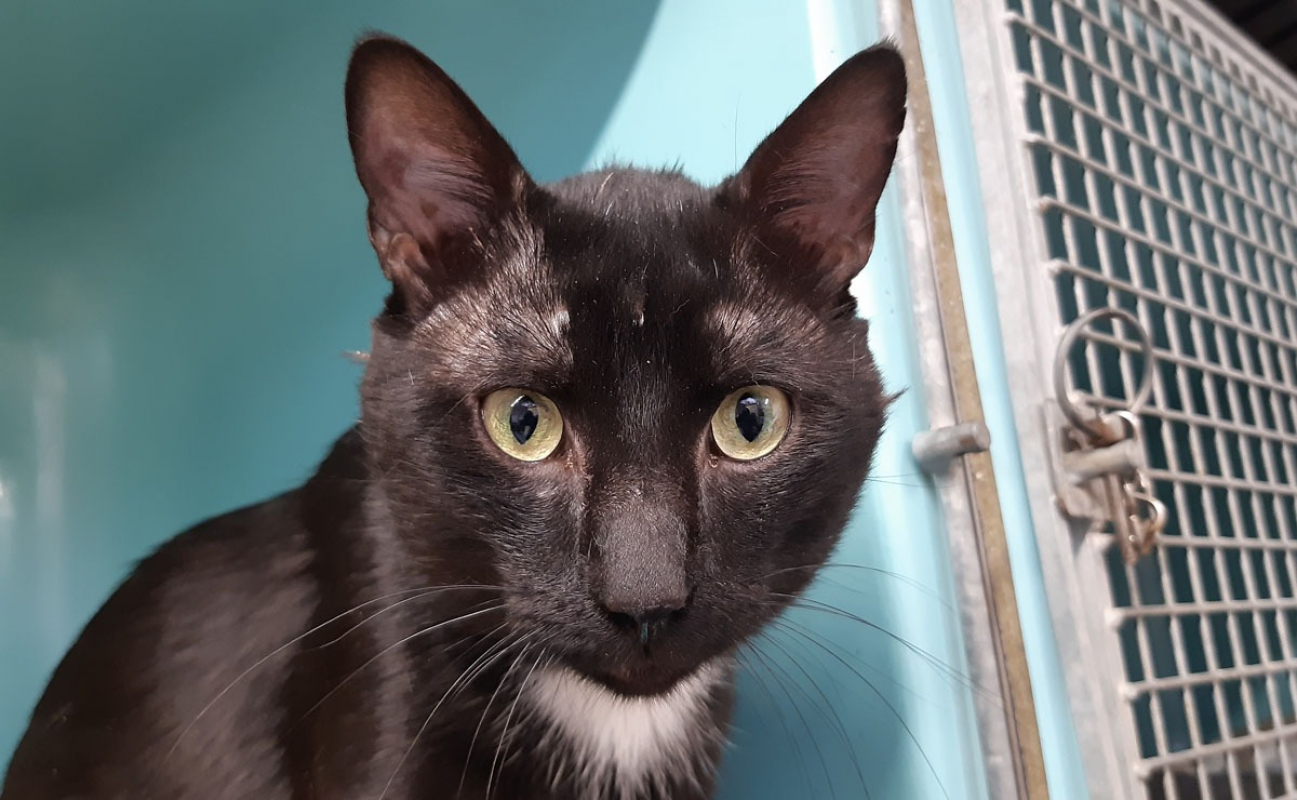 Condor - Chat Européen à adopter - photo 3
