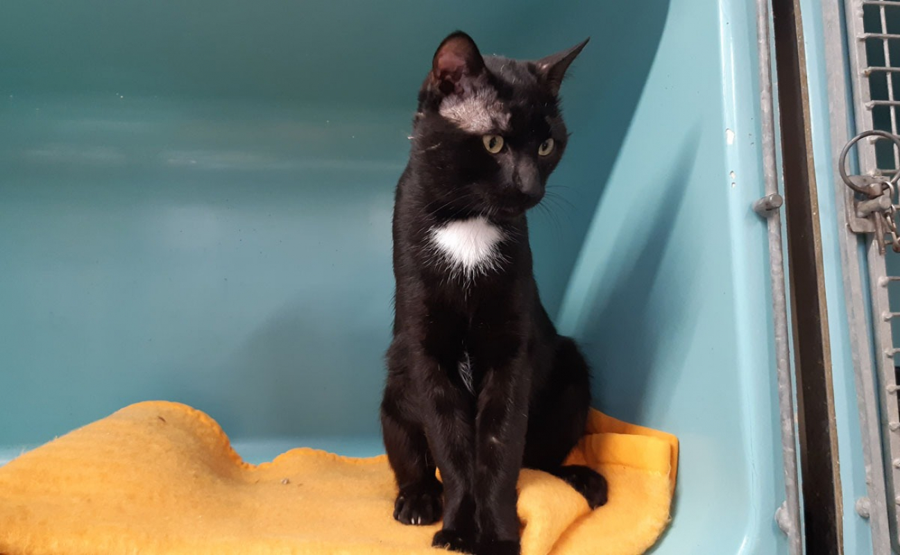 Condor - Chat Européen à adopter - photo 4