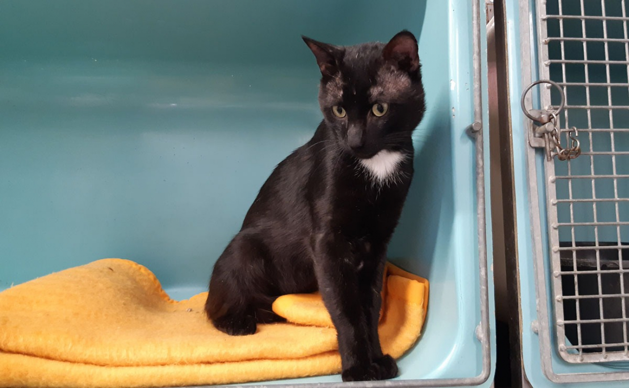 Condor - Chat Européen à adopter - photo 5