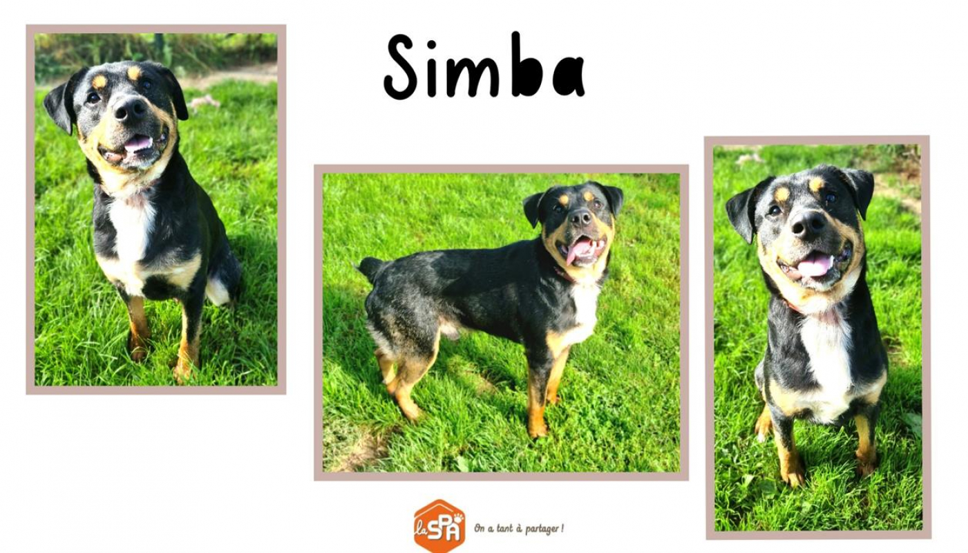 Silka - Chien à adopter