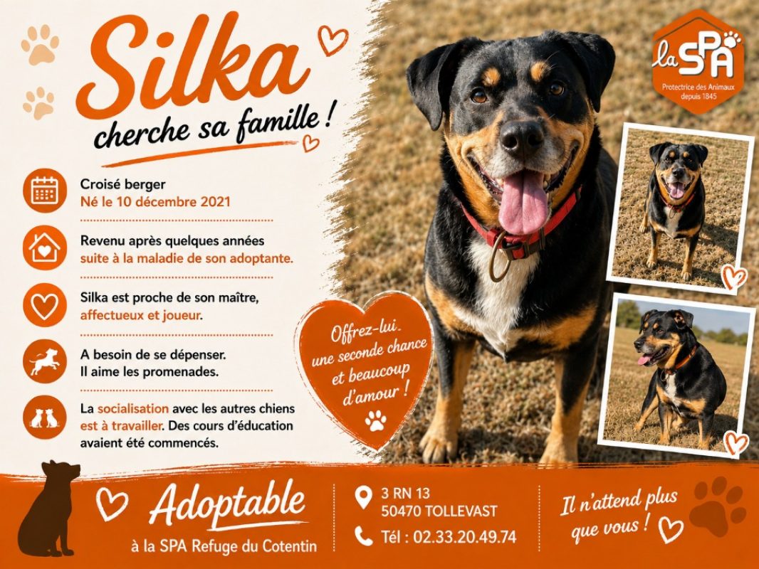 Silka - Chien à adopter