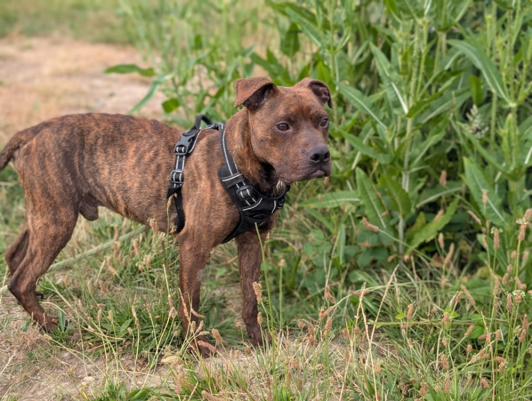Diabolo - Chien Terrier à adopter