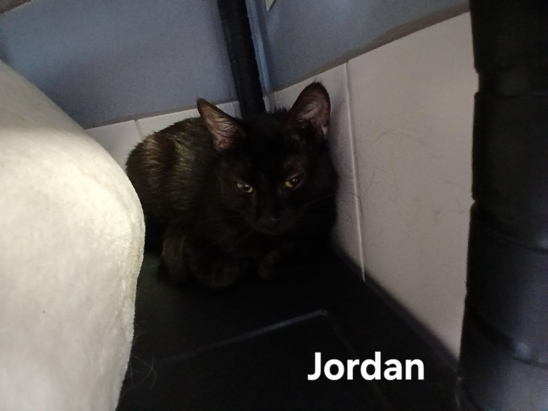 Jordan - Chat Européen à adopter