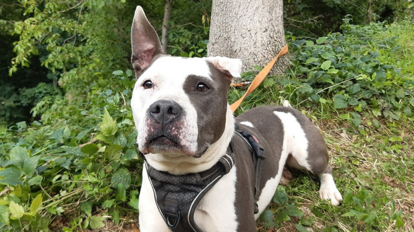 Photo #1 de Pistache