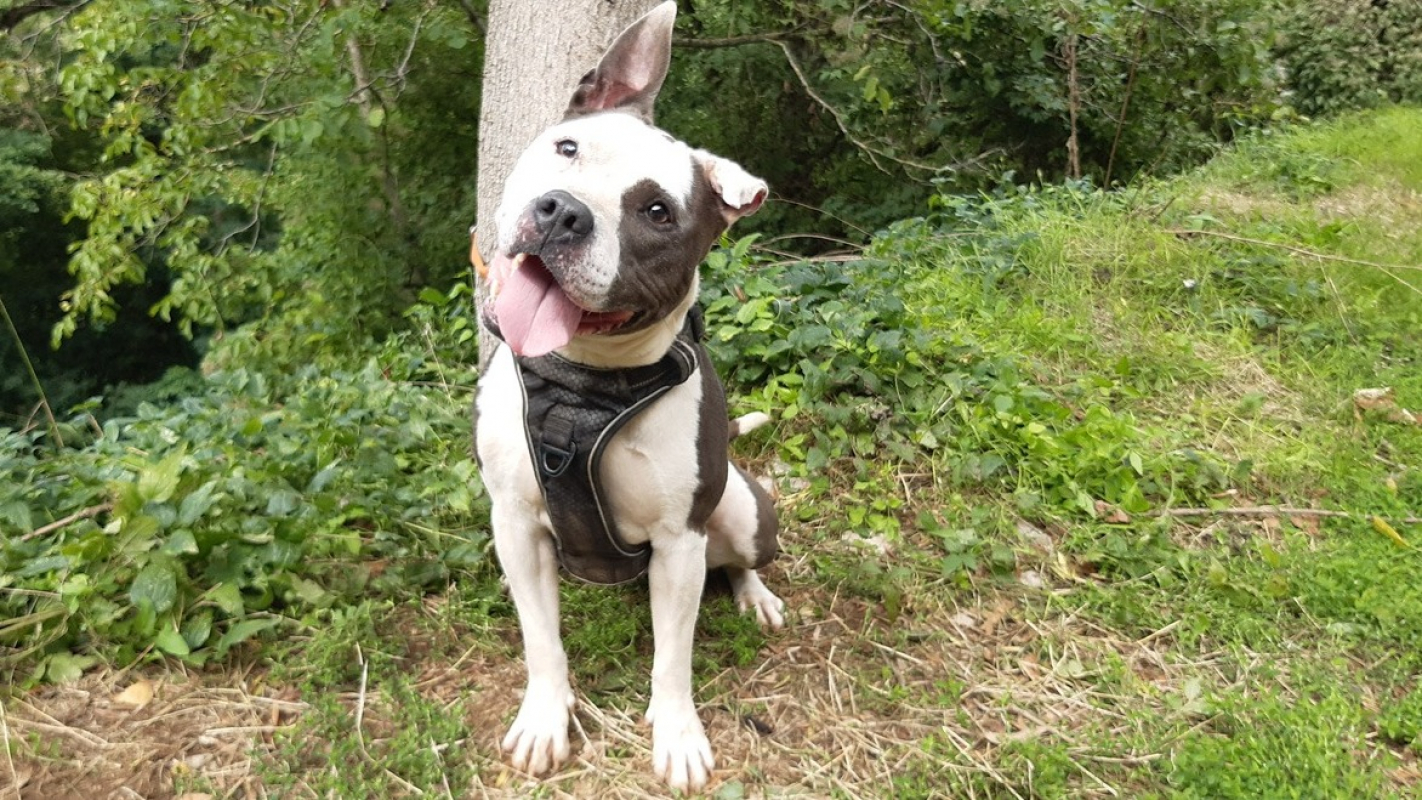 Photo #2 de Pistache