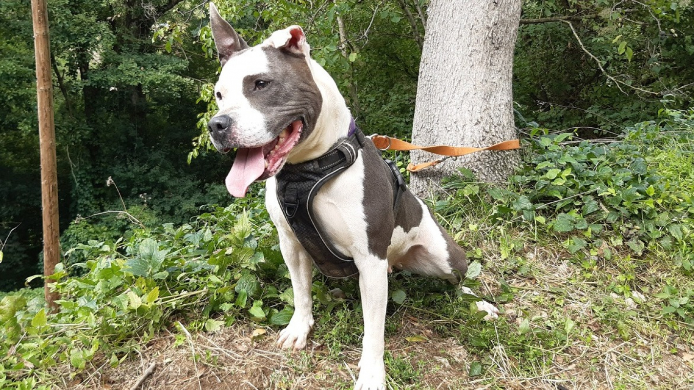 Photo #3 de Pistache