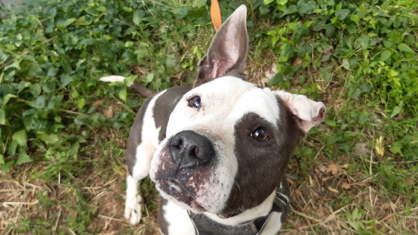 Photo #4 de Pistache