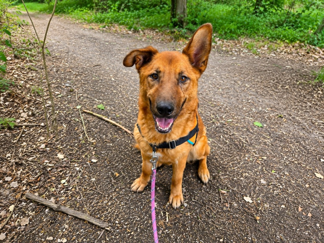 Nougat - Chien à adopter