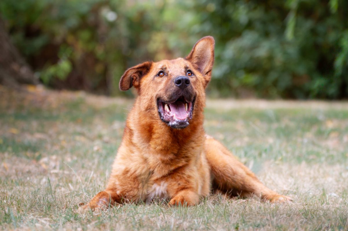 Nougat - Chien à adopter