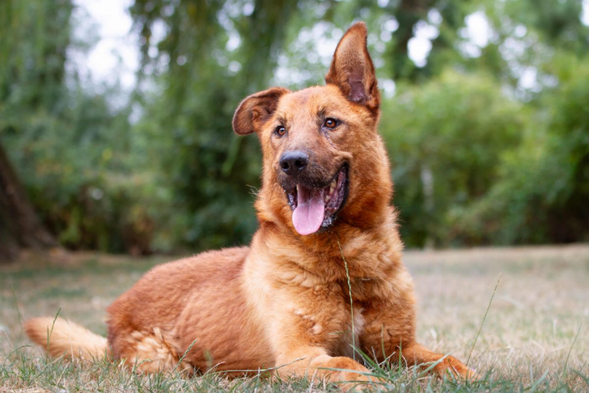 Nougat - Chien à adopter - photo 2