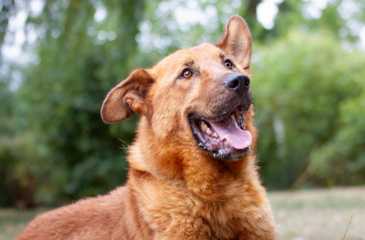 Nougat - Chien à adopter - photo 3