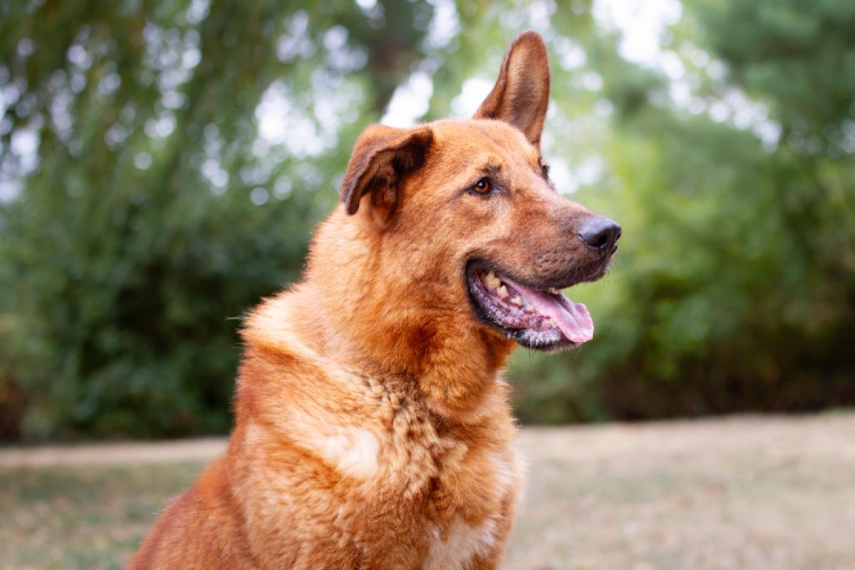 Nougat - Chien à adopter - photo 6