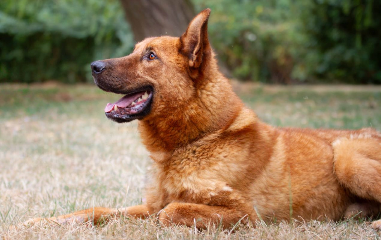 Nougat - Chien à adopter - photo 8