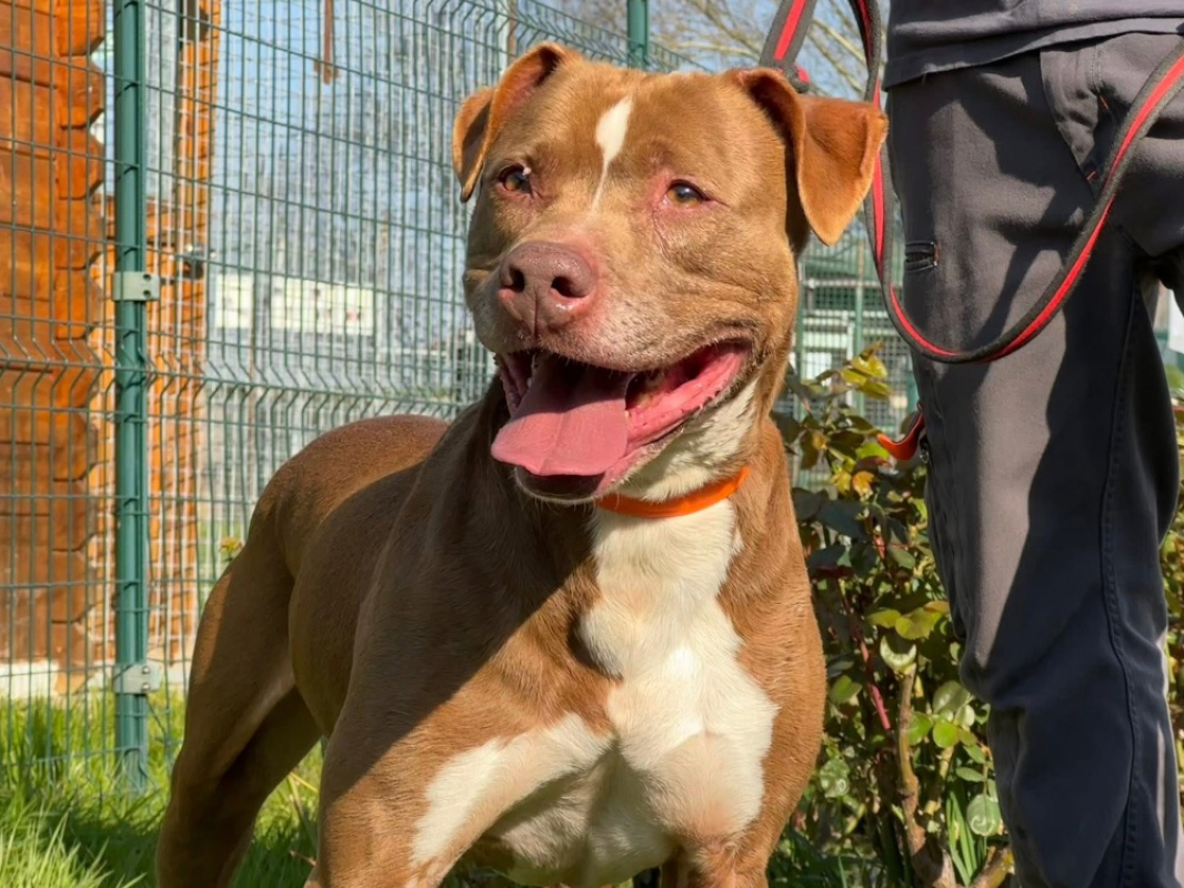 Bakhoe - Chien à adopter