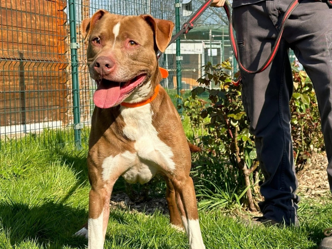 Bakhoe - Chien à adopter - photo 2