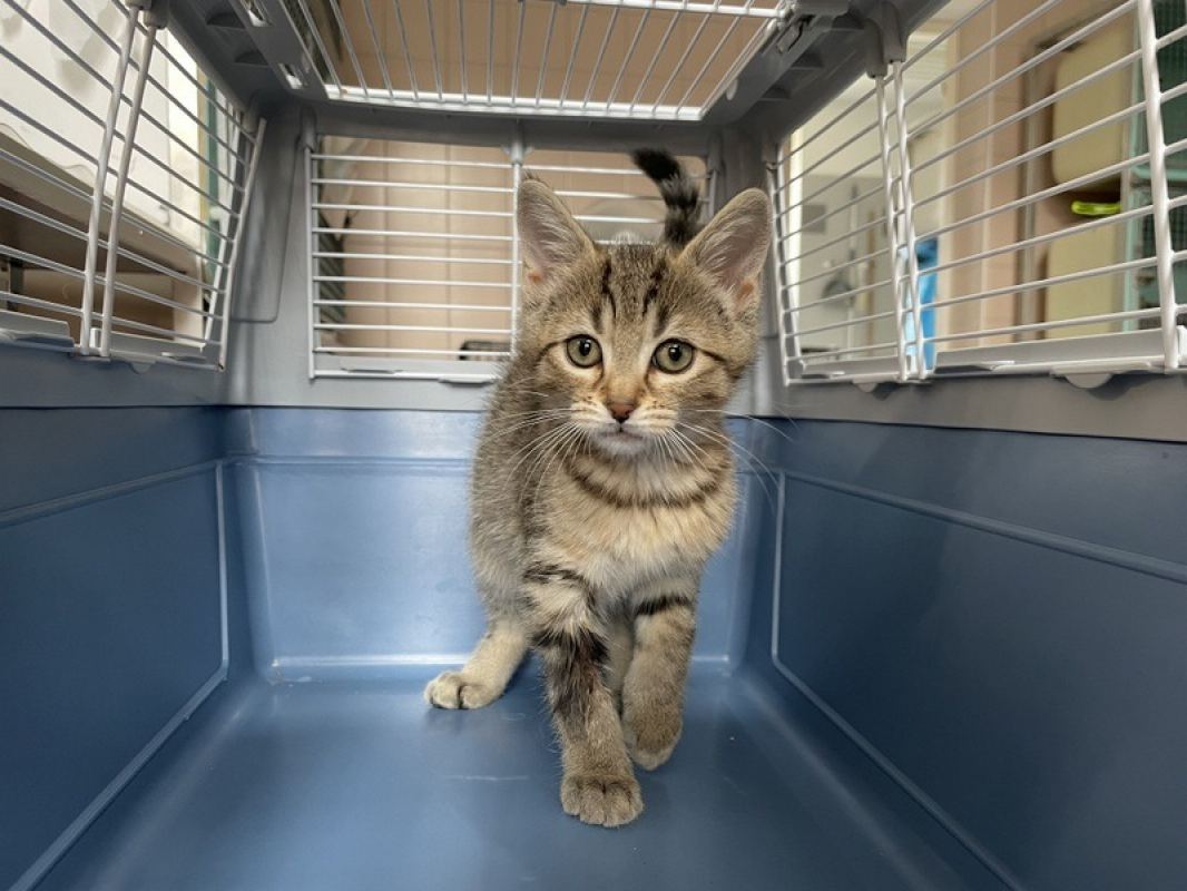Vaya - Chat Européen à adopter